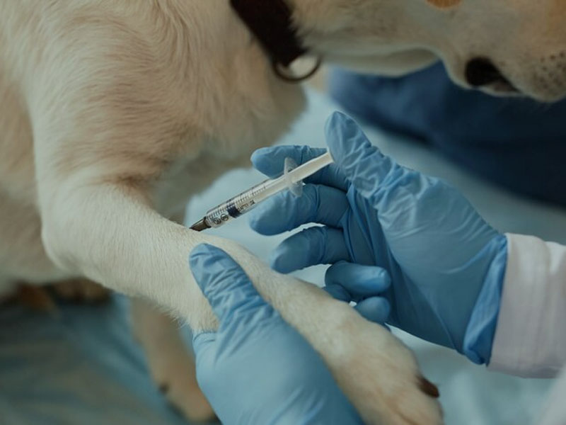 AIM Vaccine zverejňuje najnovšie predklinické údaje o mRNA vakcíne proti besnote v 